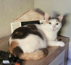 Happy End: Katze Feelinara ist endlich wieder bei ihrer Familie