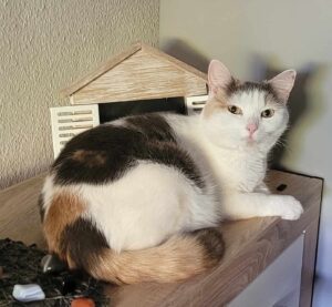 Happy End: Katze Feelinara ist endlich wieder bei ihrer Familie