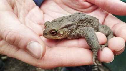 Quaxi: In welchen Bezirken die Frösche früher unterwegs sind