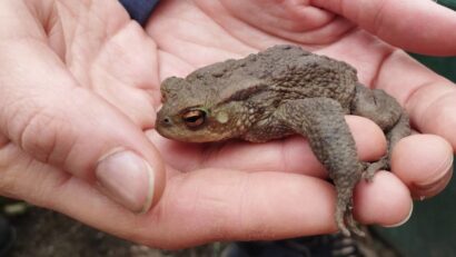 Hernals: Fixe Amphibien-Tunnel für Hanslteich zugesagt
