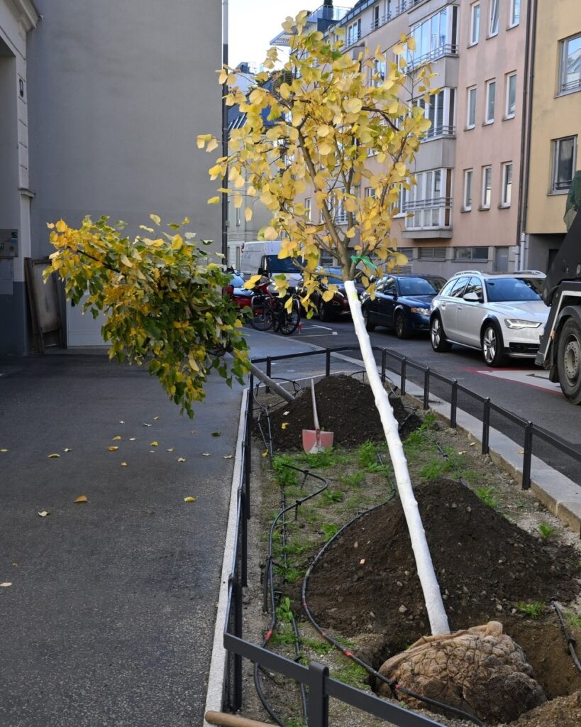 28 neue Bäume wurden in Währing 2025 gepflanzt. | ©BV18