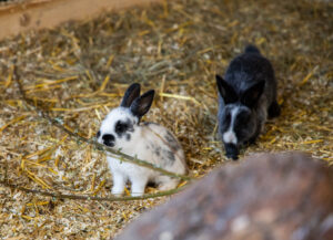 Der Osterhase wartet schon vor Ort. © Stadt Wien/ Matern