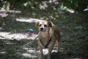 Notfellchen-Mittwoch: Alani sucht ein neues Zuhause