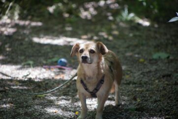 Notfellchen-Mittwoch: Alani sucht ein neues Zuhause