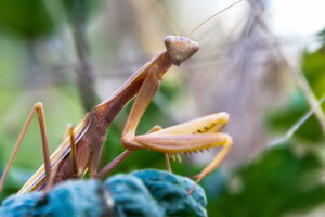 Die Welt der Insekten wartet in der Schmetterlingwelt