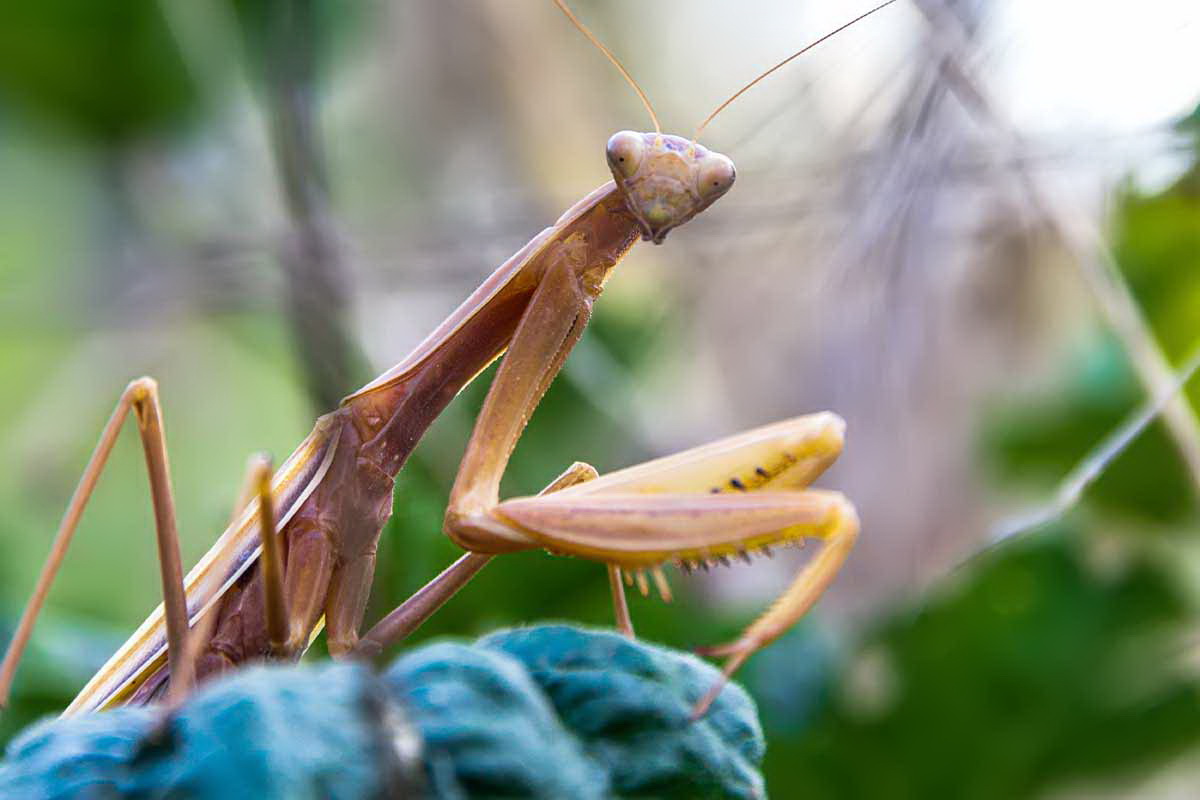 Die Welt der Insekten wartet in der Schmetterlingwelt