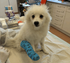 Verletzter Welpe gefunden: Atsu kämpft sich zurück ins Leben