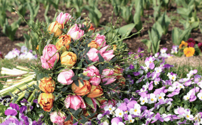 Frühlingserwachen in Stadtgärten: 730.000 Blumen!