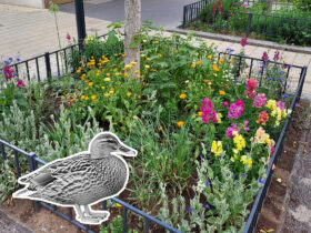 Die kleinen Ideen machen das Grätzl oft größer