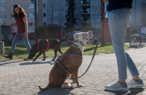 Hunde-Begegnungen in Wien: Wenn der Gehsteig zur Stresszone wird