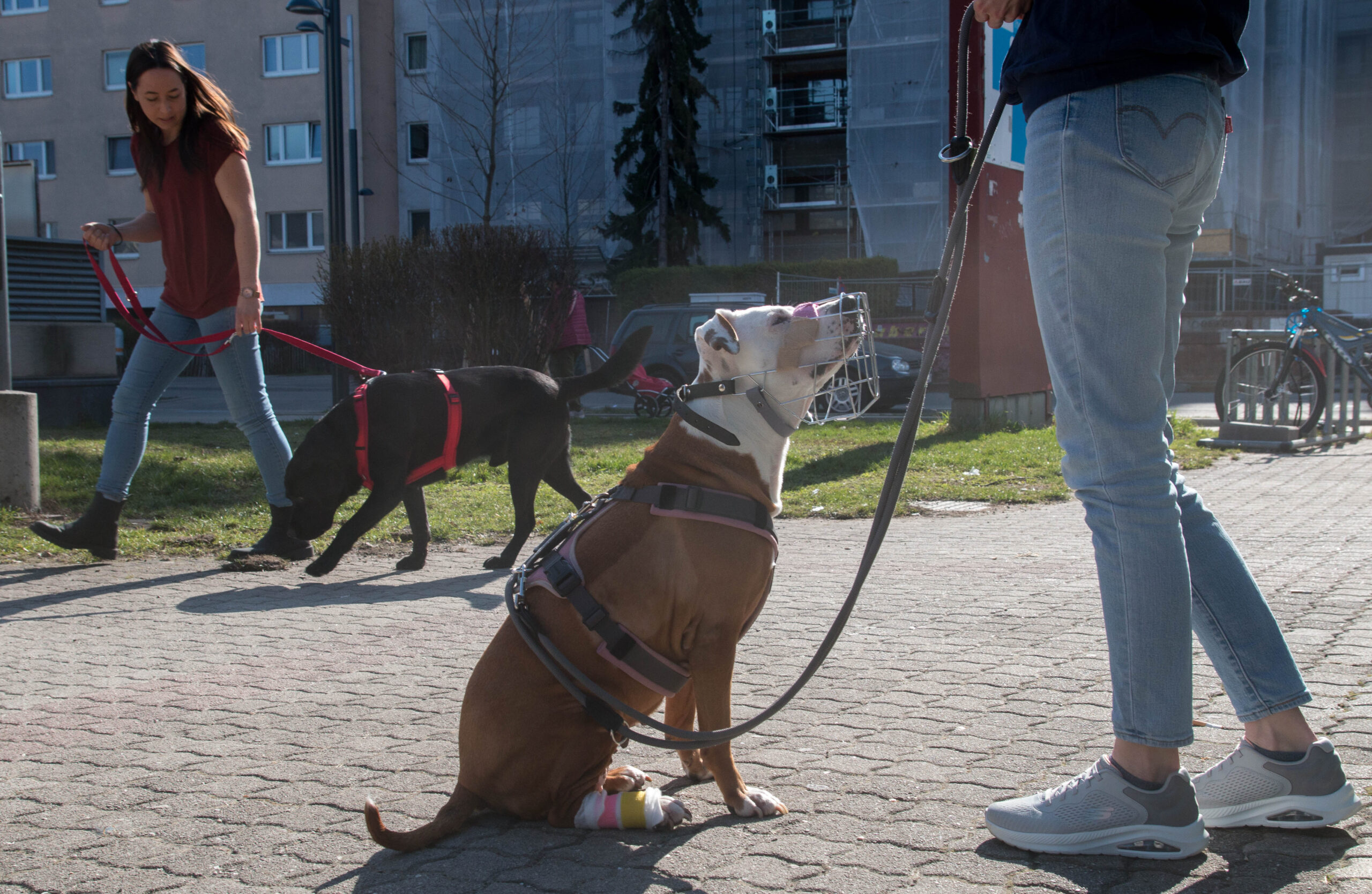 Hunde-Begegnungen in Wien: Wenn der Gehsteig zur Stresszone wird