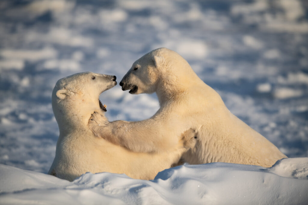 Pascal Violo in Kanada & Alaska