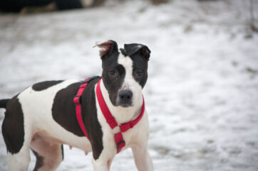 Notfellchen-Mittwoch: Lilo sucht ein neues Zuhause