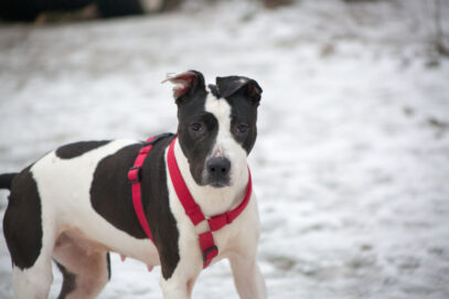 Notfellchen-Mittwoch: Lilo sucht ein neues Zuhause