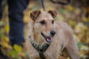 Notfellchen-Mittwoch: Otis sucht ein neues Zuhause