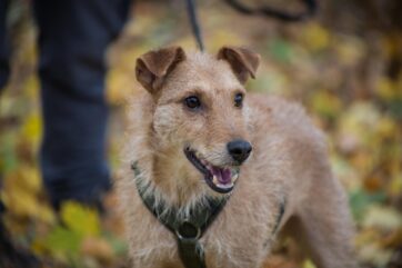 Notfellchen-Mittwoch: Otis sucht ein neues Zuhause