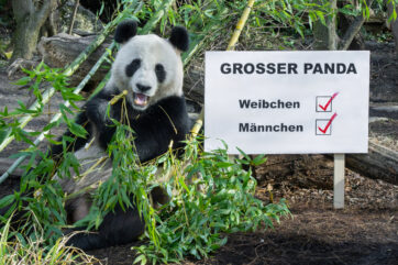 Schönbrunner Zoo: 1, 2, 3, 4 … wie viele Tiere leben denn hier?