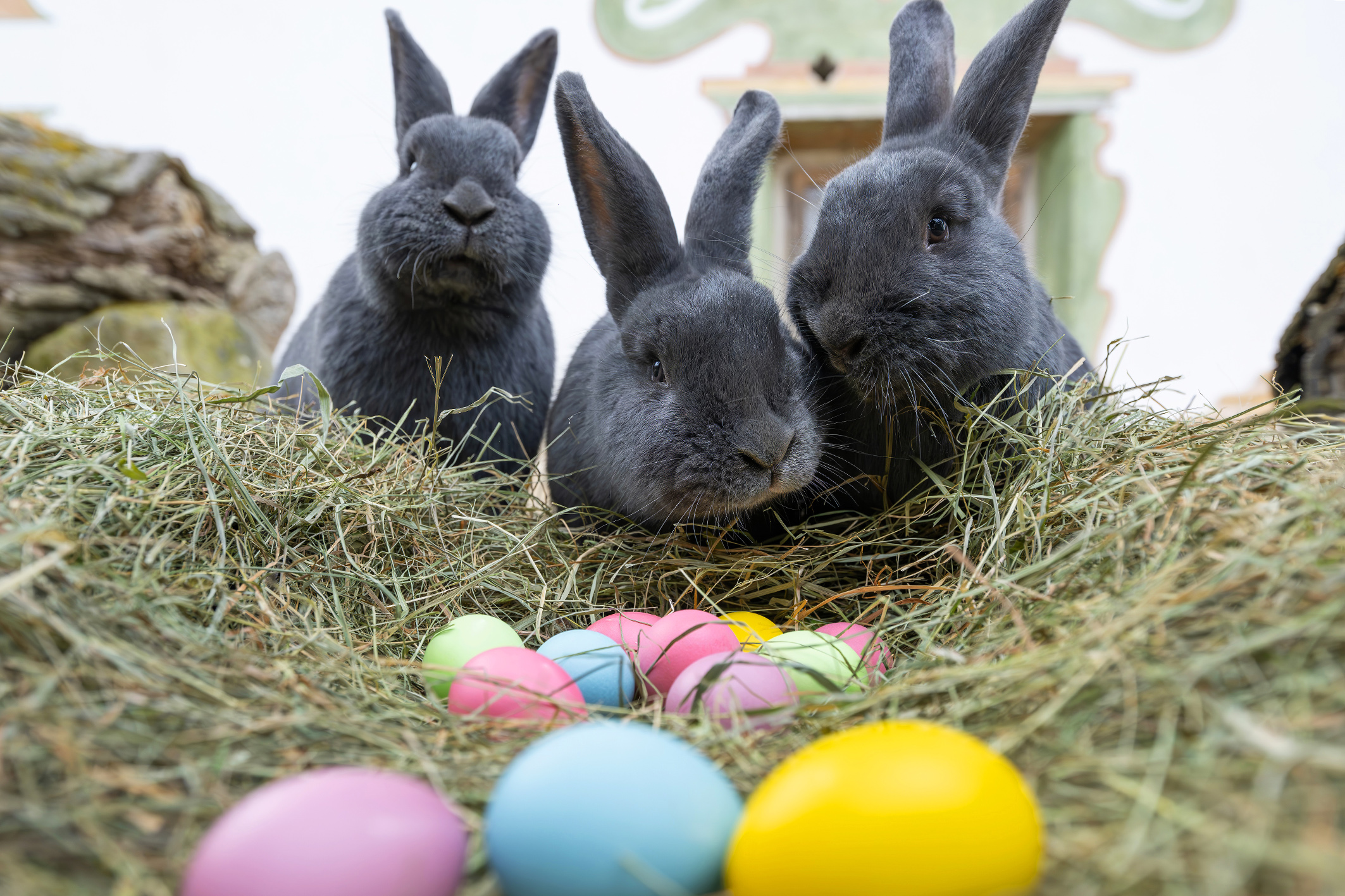 Ostern im Tiergarten: Blaue Wiener und Osterwerkstatt