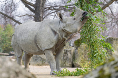 20 Jahre Botschafter für ihre Art: Nashorn-Jubiläum im Zoo