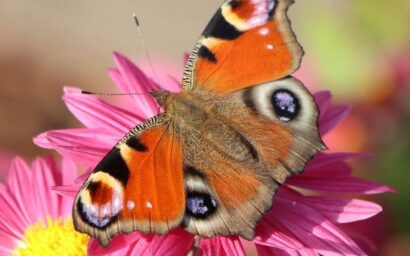 Schmetterlingen auf der Spur: Tagfalter zählen und gewinnen!