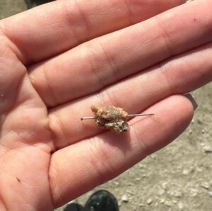 Giftköder-Alarm in Oberlaa: Hundehalter in großer Sorge