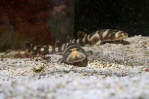 Spannend: Hai-Nachzuchten im Haus des Meeres gelungen