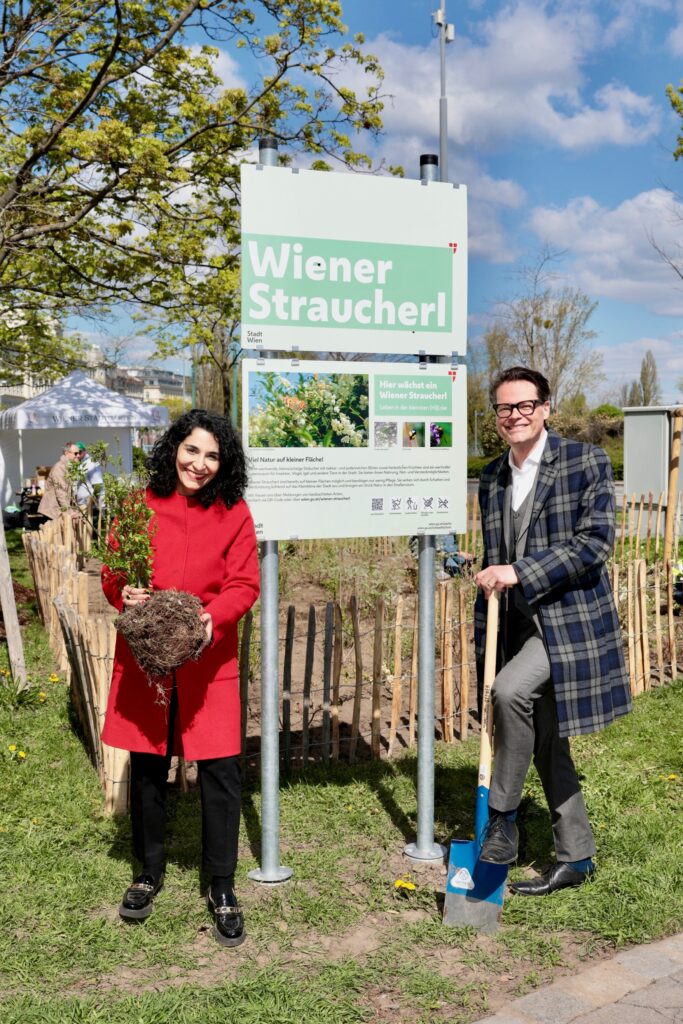 Das Wiener Straucherl eignet sich vor allem zur Begrünung im dicht verbauten städtischen Gebiet. © Stadt Wien/Martin Votava