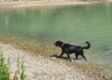 Stadt, Land, Wuff: Die schönsten Hundeplätze in und um Wien