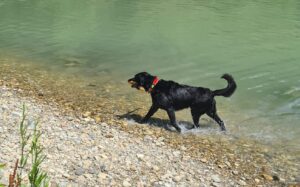 Stadt, Land, Wuff: Hier sind die schönsten Hundeplätze!