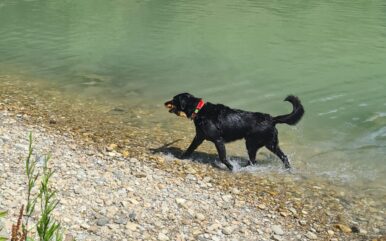 Stadt, Land, Wuff: Hier sind die schönsten Hundeplätze!