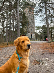 Lieblingsplätze mit Hund in und um Wien_Harzberg_Seite 126