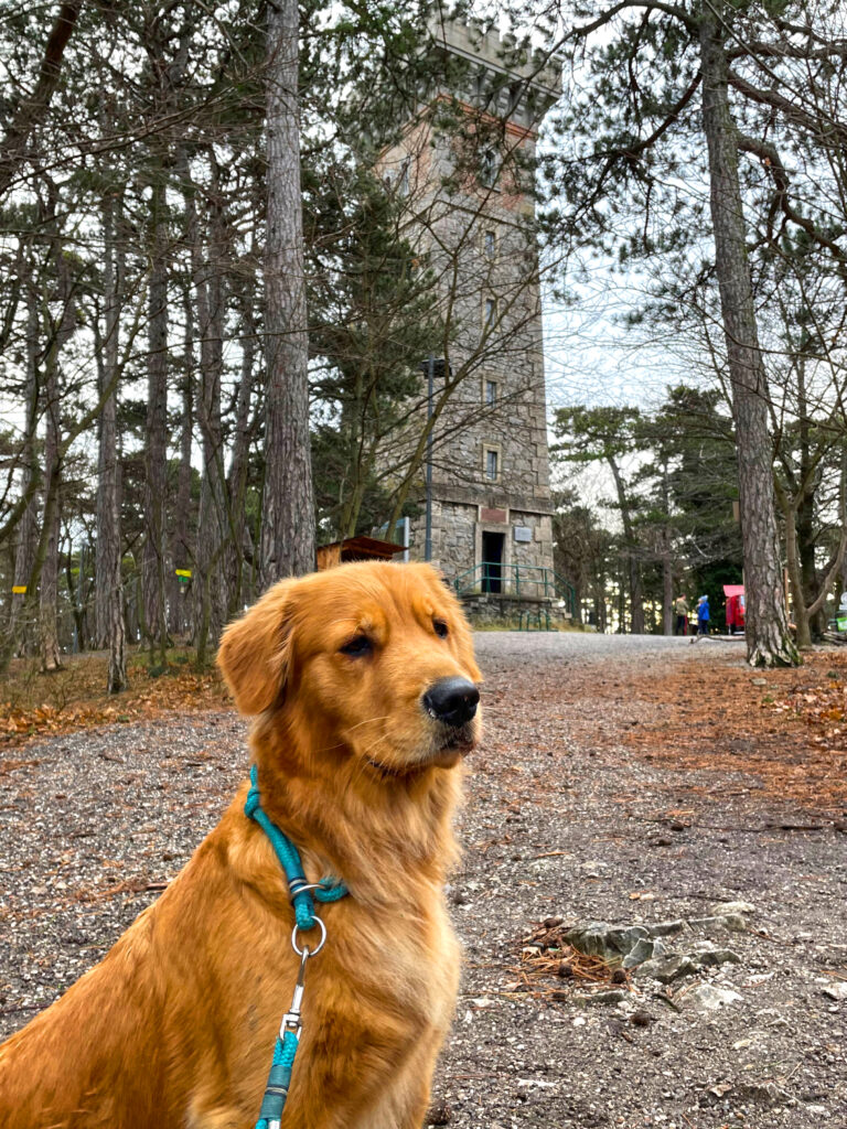 Lieblingsplätze mit Hund in und um Wien_Harzberg_Seite 126