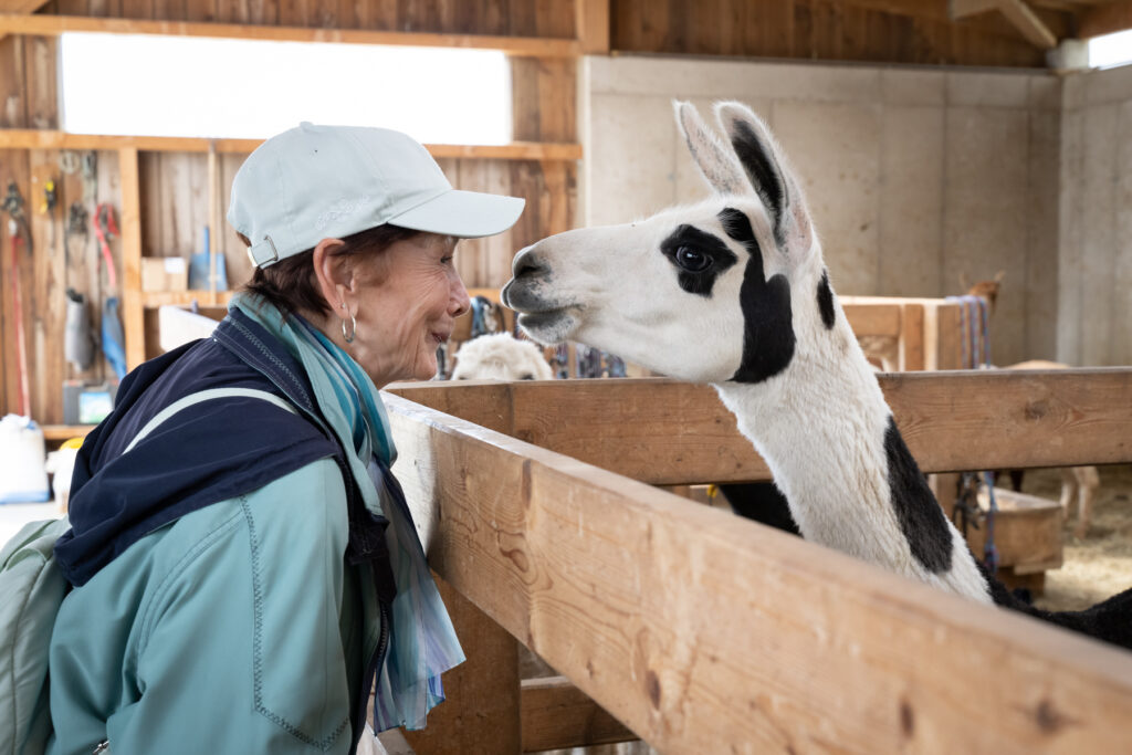 Ausflug Alpakahof Dame mit Alpaka Häuser zum Leben