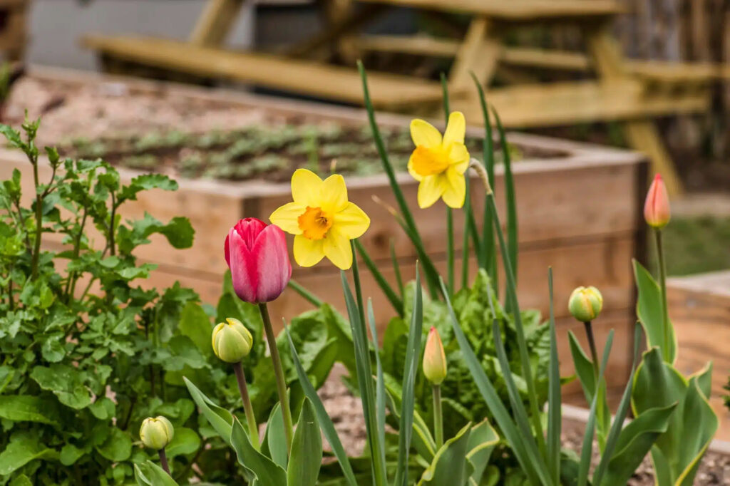 Eine wahre Augenweide: Frühlingshafte Blütenpracht im Bennogarten. © Grätzllabor Josefstadt