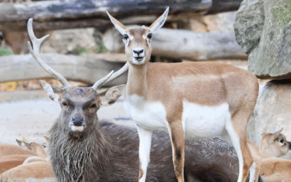 Antilopen-Mord im Tiergarten: PETA setzt 1.000 Euro Belohnung aus