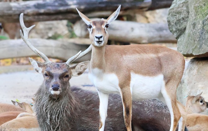 Antilopen-Mord im Zoo: PETA setzt 1.000 Euro Belohnung aus
