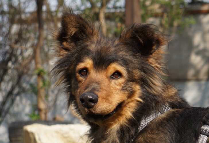 Notfellchen-Mittwoch: Bundi sucht ein neues Zuhause