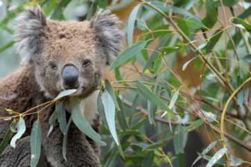 Gewinnen Sie eine exklusive Abendführung im Tiergarten Schönbrunn