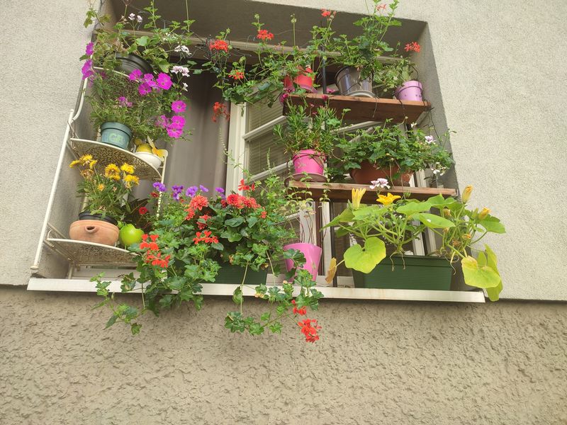 Auch kleinste Räume bieten Platz für ein Planzenparadies - Kategorie Blumenkiterl. © Wohnservice Wien/Ludwig Schedl