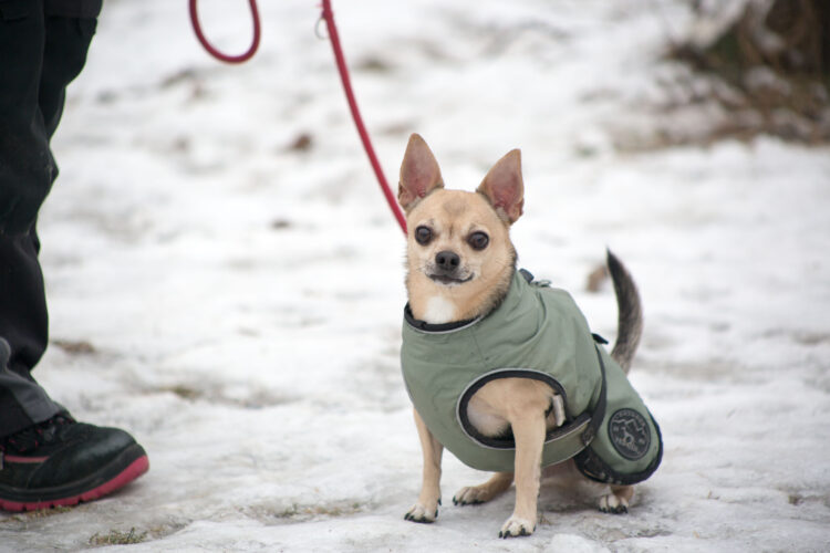 Notfellchen-Mittwoch: Nacho sucht ein neues Zuhause