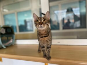 Notfellchen-Mittwoch: Zizi sucht ein neues Zuhause