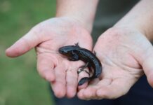 Haus des Meeres: Eine Expedition für die Fisch‘? Seltene Amphibien im Haus des Meeres