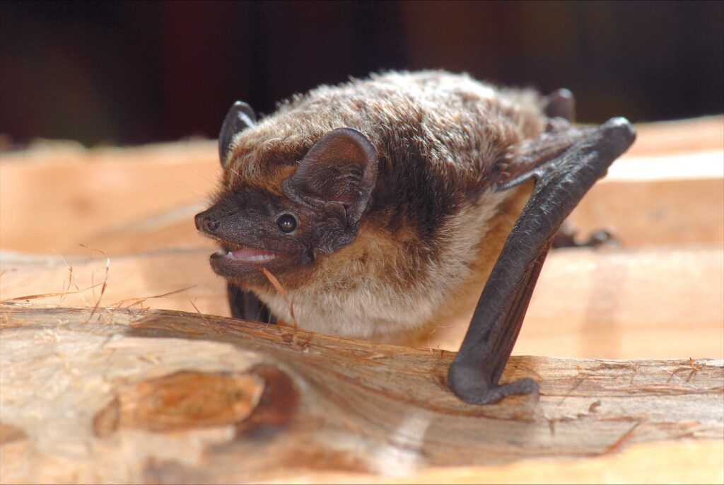 Auch die Zweifarbfledermaus ist in der Stadt zu Hause (Bild: Wolfgang Forstmeier).