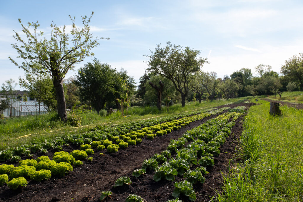 Samariterbund Wien startet „Soziale Landwirtschaft“ am Rosenhügel