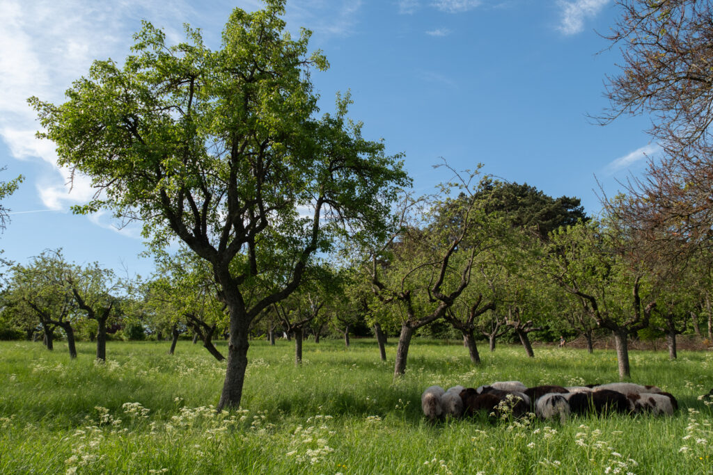Samariterbund Wien startet „Soziale Landwirtschaft“ am Rosenhügel