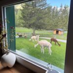 Chalets Frein