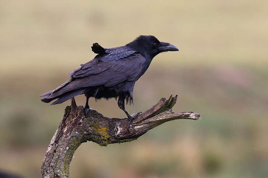 Der Kolkrabe ist einer der "wilden Nachbarn" in Gärten. © Hans Glader