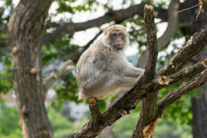 Im Schönbrunner Zoo wollen die Berberaffen hoch hinaus