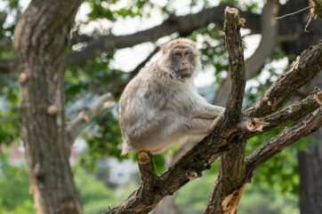 Im Schönbrunner Zoo wollen die Berberaffen hoch hinaus