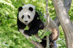 Pandastisch eingelebt: Ein Jahr Große Pandas im Tiergarten